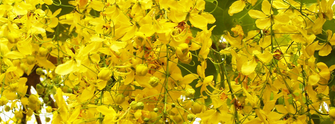 Planten januari