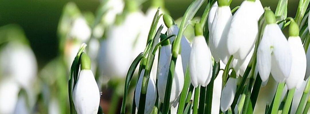 Planten februari