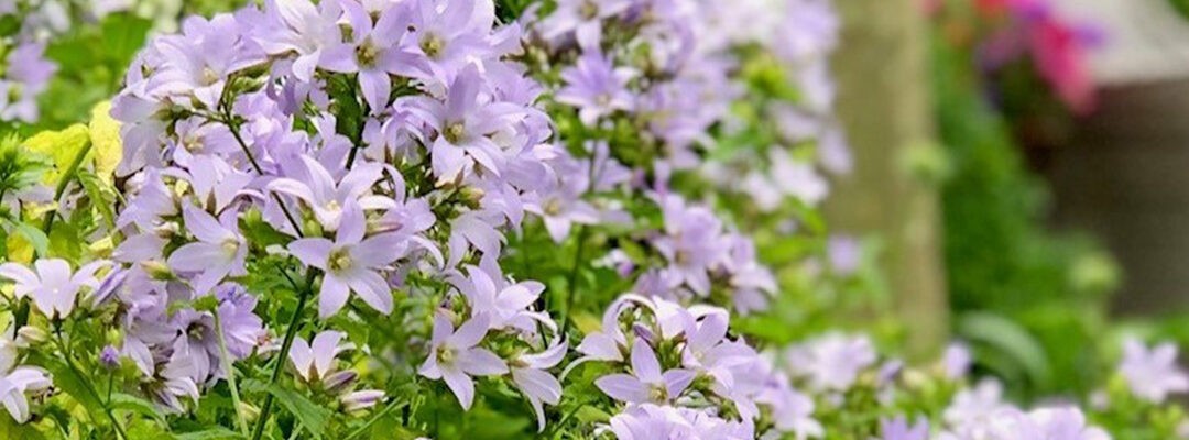 Kleurrijke bloemen mei