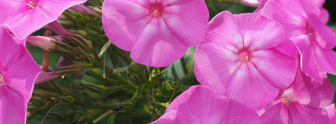 Planten augustus