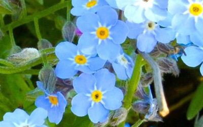 Planten april